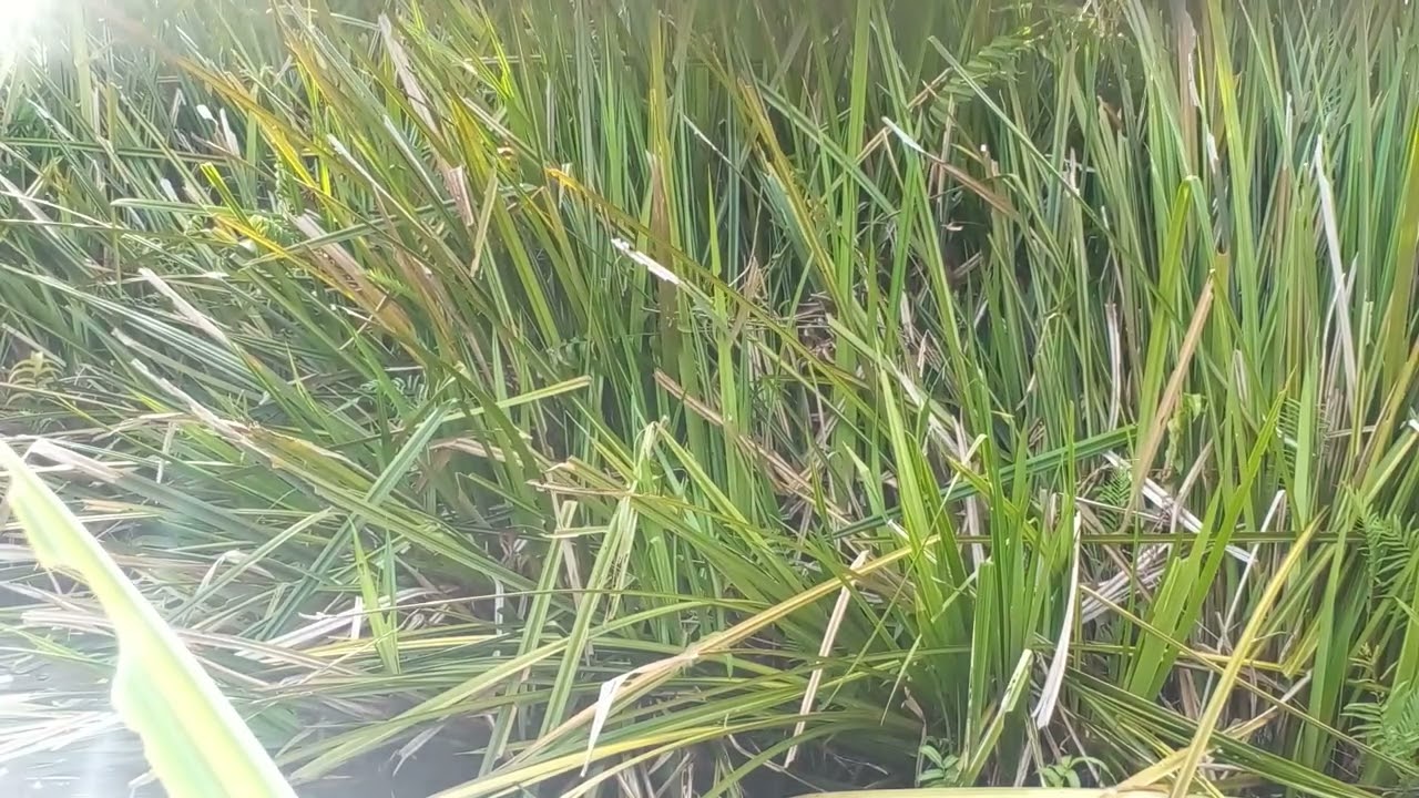 Video mancing dirawa rawa