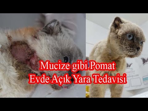 Mucize gibi pomat. Evde açık yara tedavisi