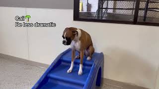 Lets See What Dogs Have New Years Resolutions At Dog Daycare Extended Version