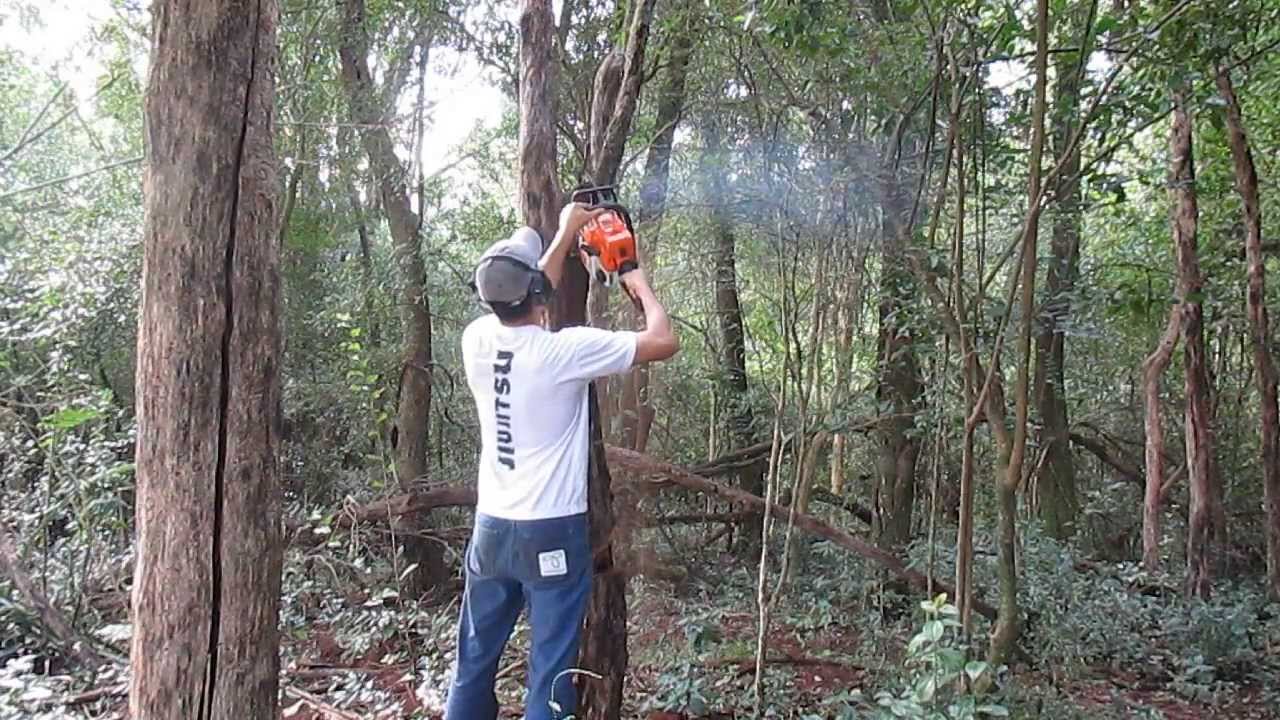 Retirando colméia jatai em um tronco seco.( PARTE 1 ) HD