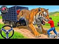 Tiger Truck Attack 😱 Giant Tiger Escape GameDangerous Tiger vs Truck Driver 🐯🚛 Crazy Rescue