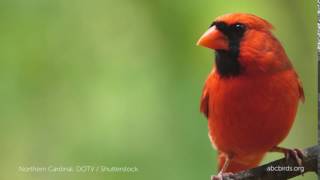cardinal cardinals bird northern hitting windows conservancy angry american