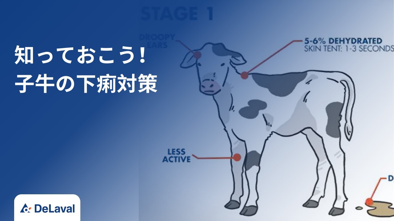 デラバル｜知っておこう！子牛の下痢対策