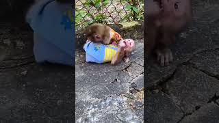 Sot Video Popular Manki