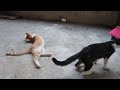 Happy Cat Family Playing in the Yard 💕