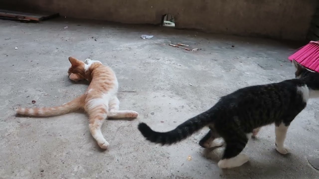Happy Cat Family Playing in the Yard 💕