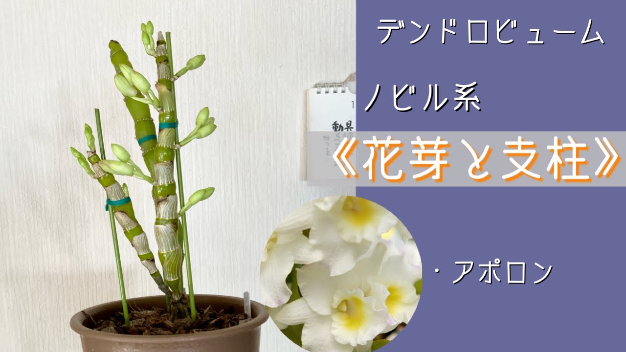 2024年1月8日　デンドロビューム　《花芽》　支柱の立て方　葉を切る　アポロン