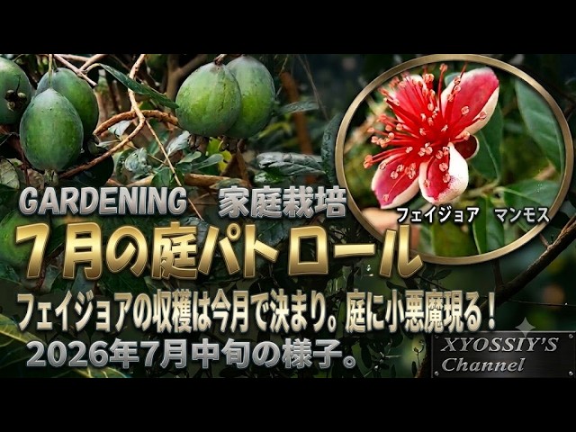XYOSSIY's Fruit Tree Channel] July Garden Patrol: Feijoa harvest