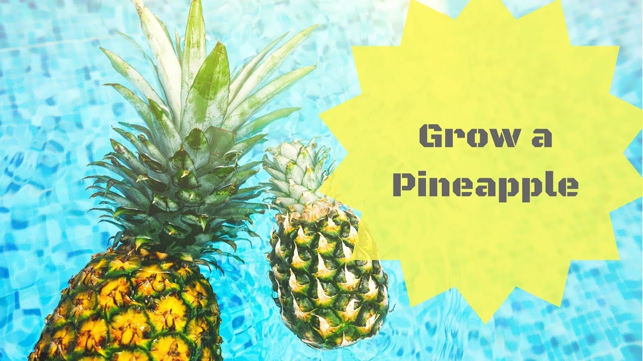 How to Grow a Pineapple YouTube