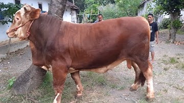 Ajak Lari Sore "ABIMANYU" Dari Kandang Damar Wulan Farm || Ambulu Jember