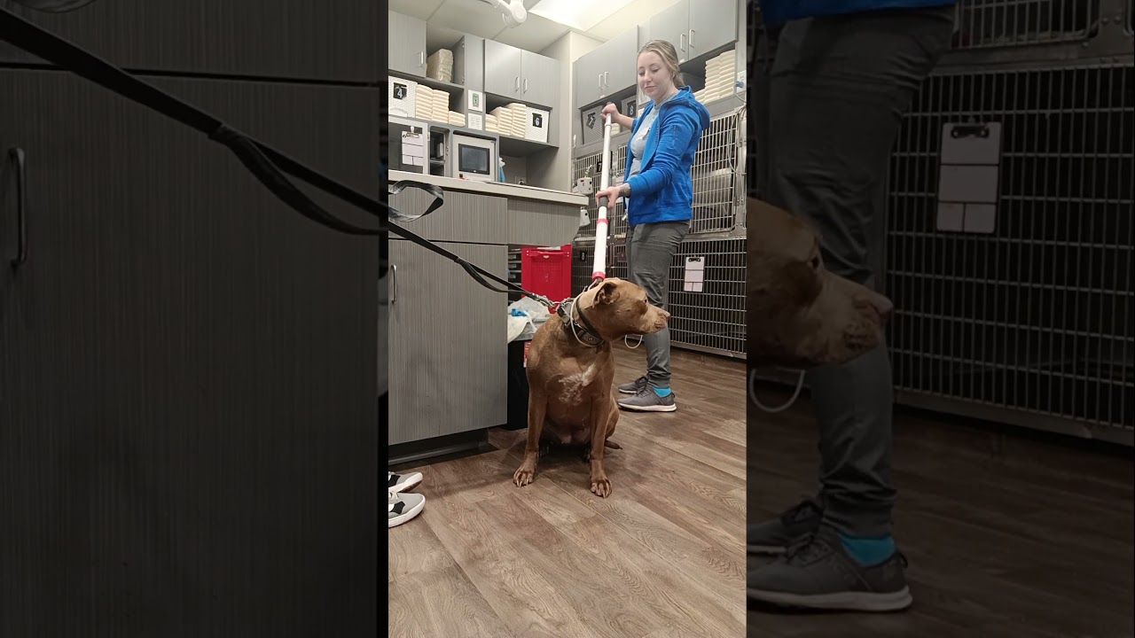 Skill #10 restraint pole Penn Foster Externship 1