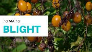 Early Blight in TOMATOES How to Prevent and Treat it