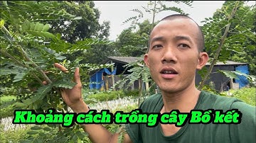 Cách tạo tán | khoảng cách trồng cây Bồ kết |