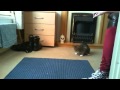 Cat vs lazerpen