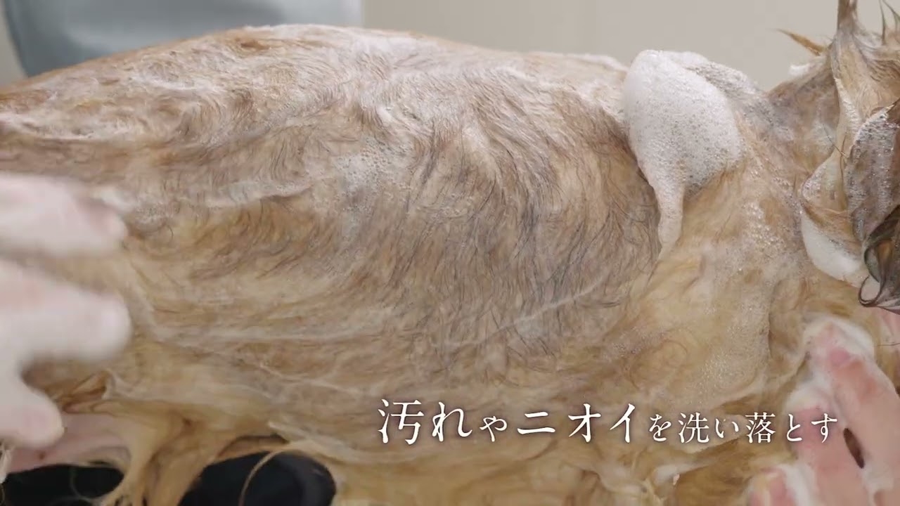 クイック&リッチ トリートメント イン シャンプー 愛犬用 リフレッシュ