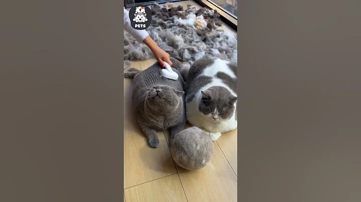 Mèo và cừu giống nhau ở điểm nào 😂 #shorts #pets