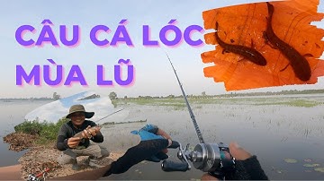 CÂU CÁ LÓC ĐỒNG MÙA LŨ, CÁ N2 MẬP Ú | #caucaloc #5râuđivàcâu #recaloc #fishing #lure #caloc