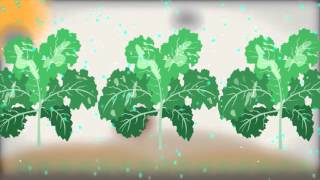 How Does Light Leaf Spot Infect Oilseed Rape