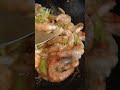 #asmr #shrimp #gravy #SHRIMP WITH GRAYLVY SAUCE #delicious #healthy #seafood
