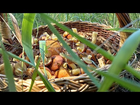 ❗В Курской области открыт сезон маслят 🍄 07.07.2023 г.❗