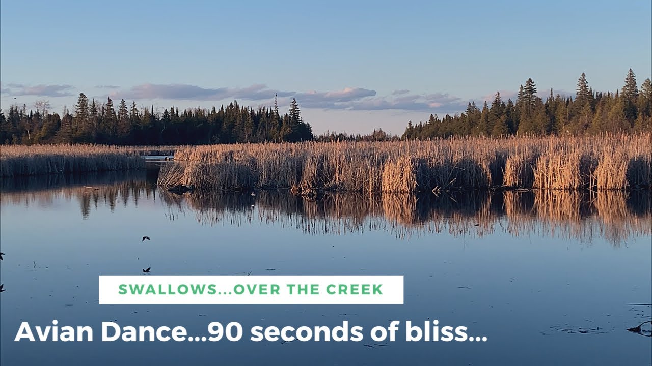 SWALLOWS...Avian Dance over the Creek...Feeding Time  *marshland bird soundtrack...Oriole cameo ❤️