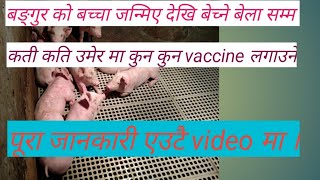 बङ्गुर लाई लगाउनै पर्ने vaccine हरु|पुरा जानकारी एउटै video मा | unique pig farm.