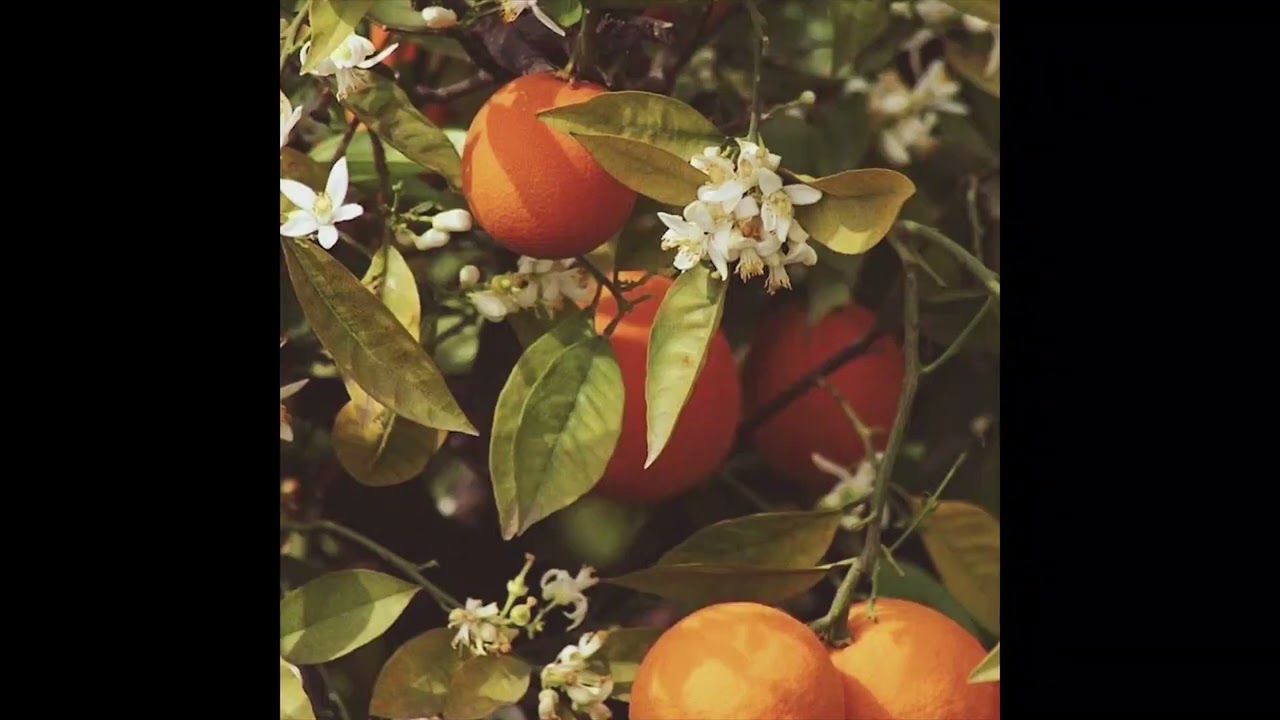 (FREE) Chill Boom Bap Type Beat - DO RAE ME