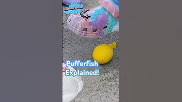 Why does the "pufferfish" 🐡work? #scienceexperiment