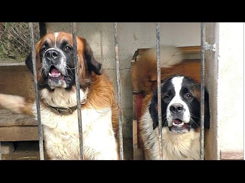 ОГРОМНЫЕ Московские Сторожевые. MOSCOW WATCHDOG.