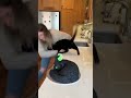 The cat realizes it's a fake cake and takes revenge on the woman🍰🤣#shorts #cat