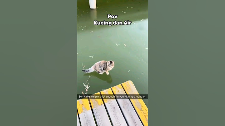 Kucing dan Air yang buat kocak #cat #kucinglucuterbaru #funny #catlover #pecintakucinglucu #kucing
