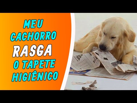 Vídeo: Como parar seu cachorro de pastorear pessoas