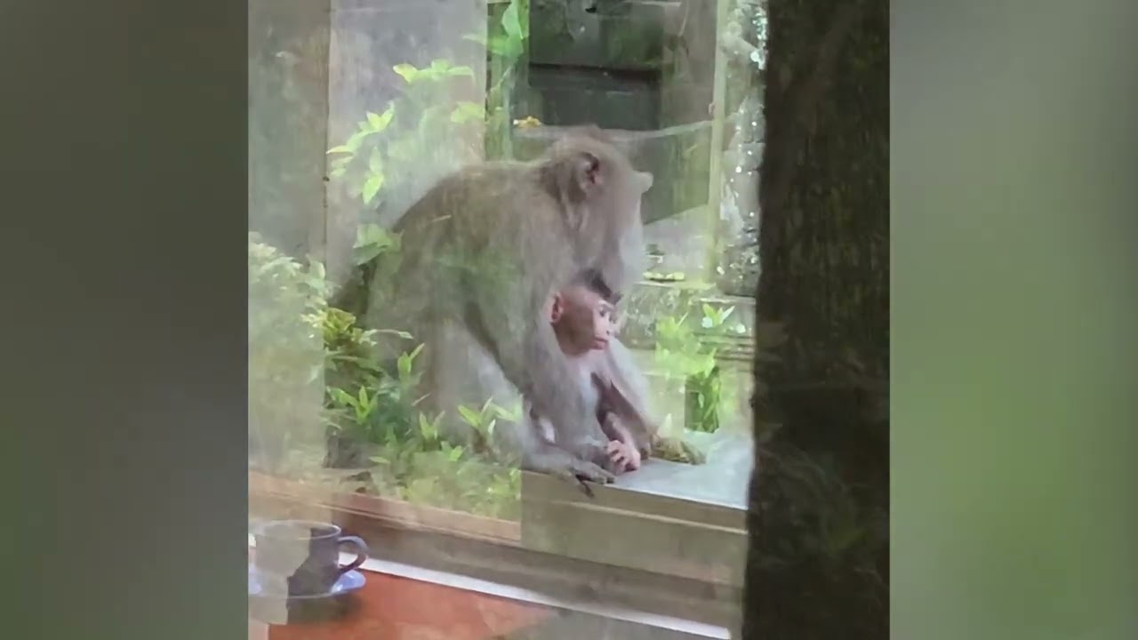 When our neighbors are monkeys Daily live cinema Appreciating Present Moment
