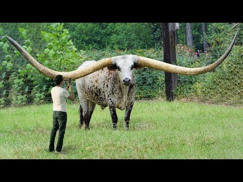 Dünyanın En Uzun Boynuzlu 10 Hayvanı