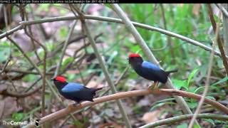 Up Close View Of Lance-Tailed Manakins Practicing Courtship Displays May 2, 2017