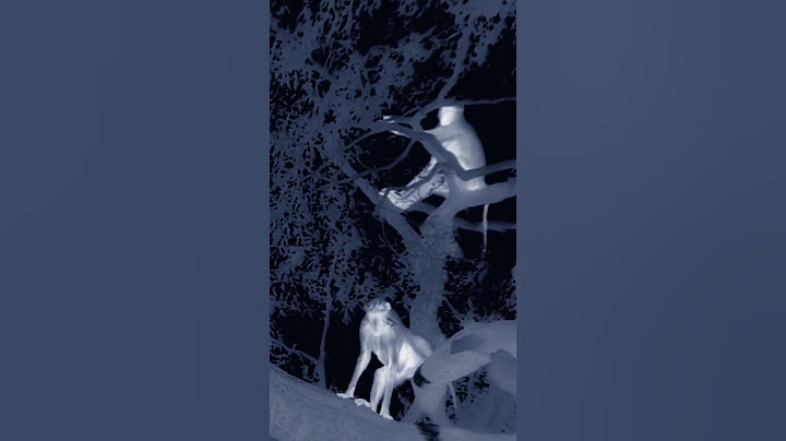 Leopard hunts Baboons in the trees! #Leopard #Baboon #Leopardhunt
