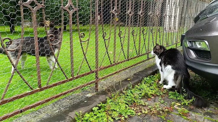 Video 10801611: dog maine coon