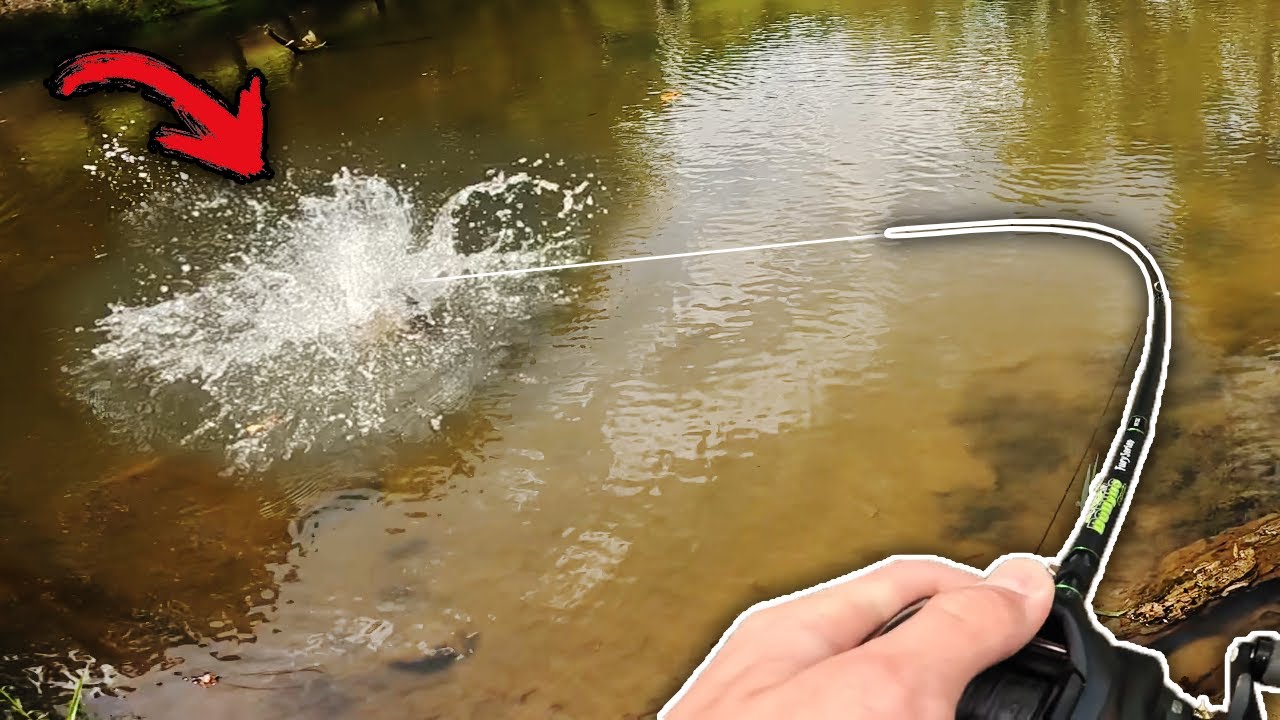 Catching BIG BASS out of MICRO PONDS! (Bank Fishing)