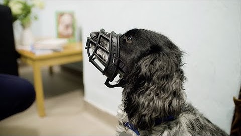 Muzzle Training Your Dog | The Battersea Way