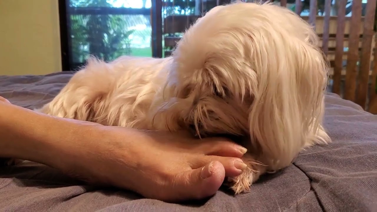 Dog Licking Foot YouTube