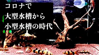 コロナウィルスがアクアリウムを変える。　#コロナ　#熱帯魚