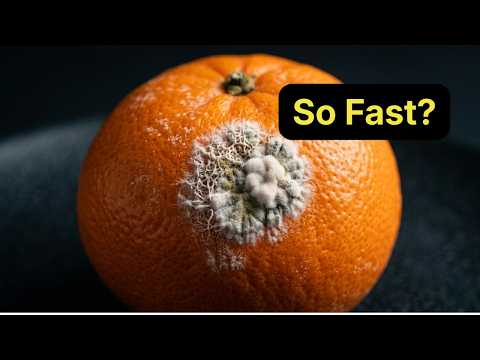 Small Oranges on Tree? The Real Reasons Your Orange Tree Has Small Fruit