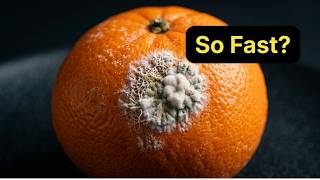 Why Your Oranges Grow White Mold So Fast