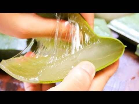 【飯テロ系ASMR】アロエベラ ALOE VERA CHALLENGE【咀嚼音】