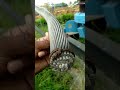 Video Image