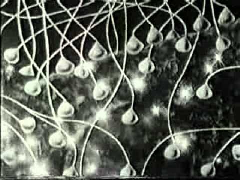 Видео: Нервная клетка