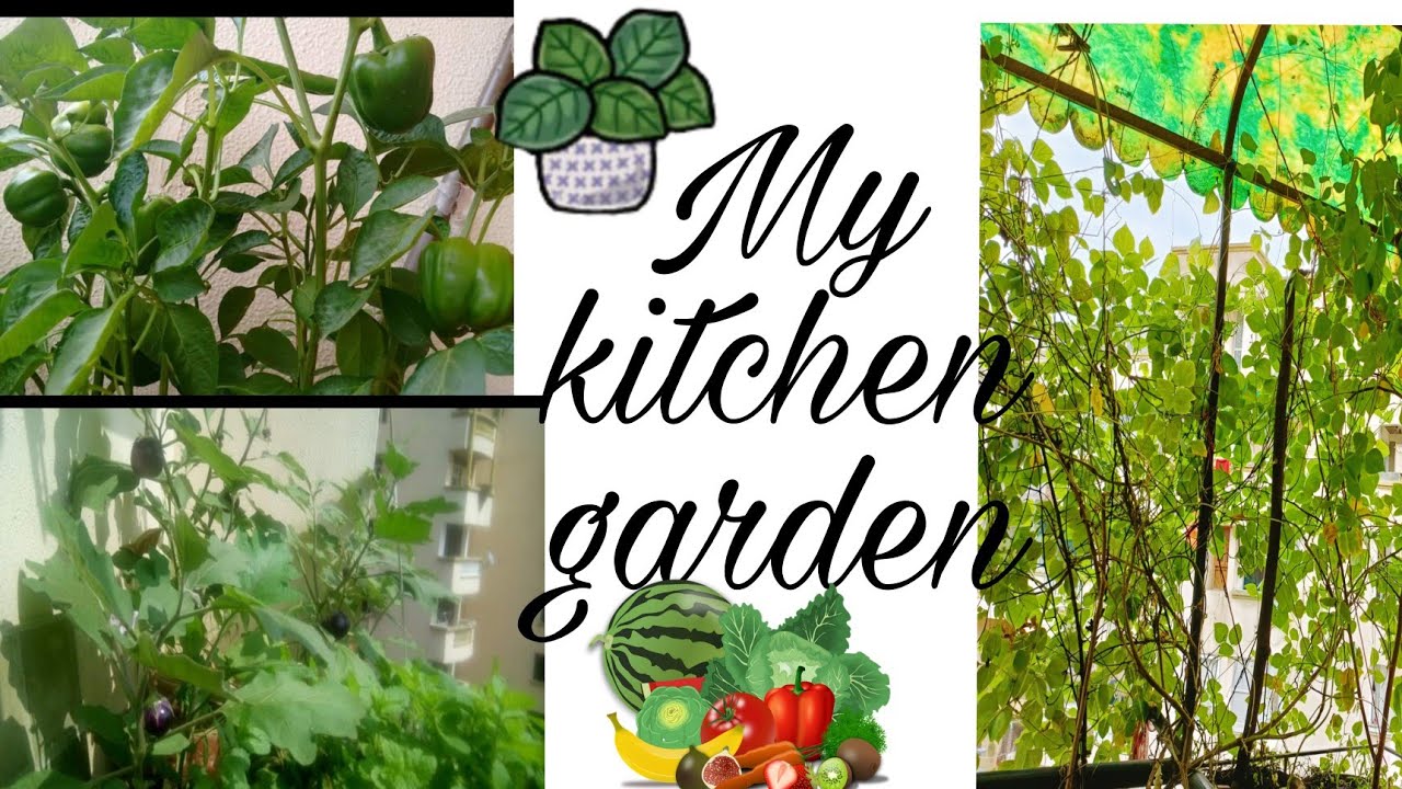 my mini kitchen garden 🏡Harvesting from my kitchen garden balcony