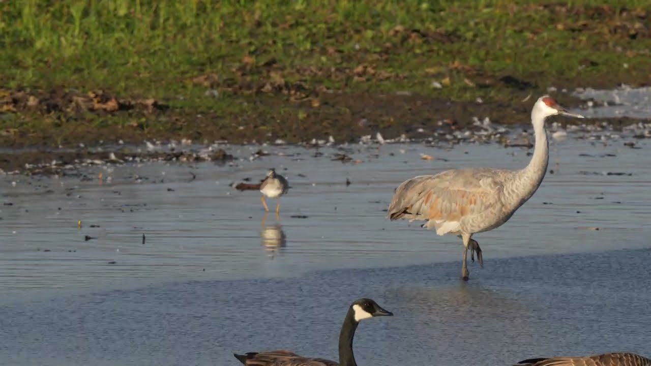 North American Greater Yellowlegs walks by the shore as it passes a Sandhill Crane and Canada Geese