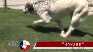 Galveston County Animal Resource Center Pets Of The Week - May 10-14, 2016