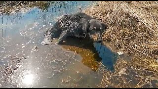 Пес не мог встать и ждал смерти, он лежал в ледяной воде более суток без помощи